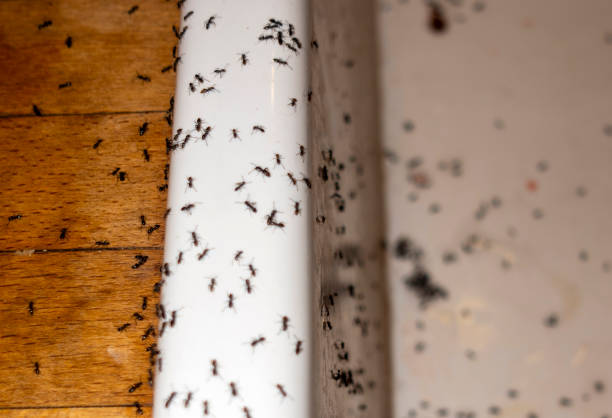 Best Mosquito Control Services  in Highland, IL